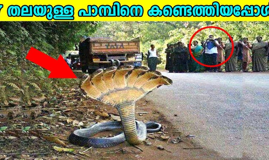 7 തലയുള്ള പാമ്പിനെ കണ്ടെത്തിയപ്പോൾ