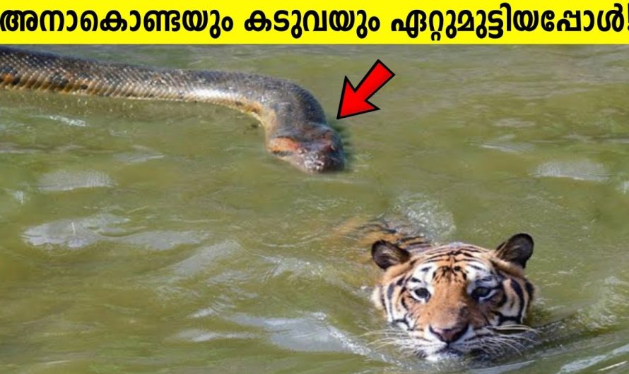 തന്റെ കുഞ്ഞിനെ കടുവ ആക്രമിക്കാൻ വന്നപ്പോൾ അമ്മ കരടി ചെയ്തത് കണ്ടോ..