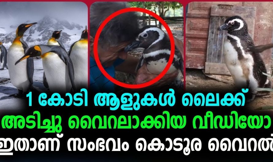 1 കോടി ആളുകൾ ലൈക്ക് അടിച്ചു വൈറലാക്കിയ വീഡിയോ