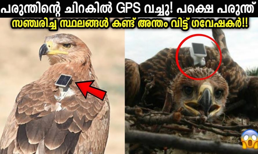 പരുന്തുകൾ കടലിനു മീതെ പറക്കാൻ ഭയക്കുന്നത് എന്ത് കൊണ്ട്?