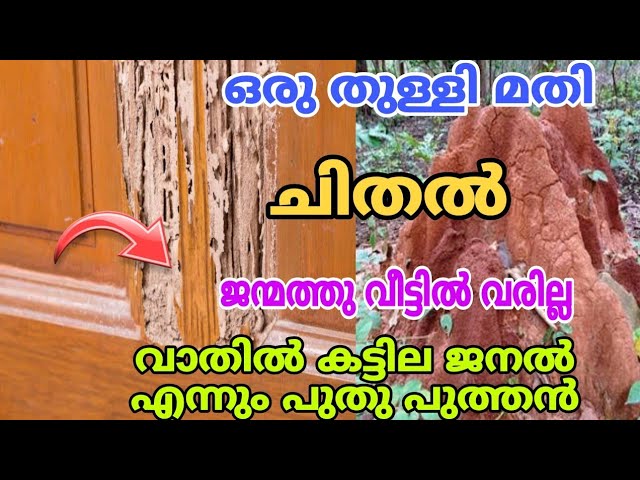 ചിതൽ ഇനി വീടിന്റെ അയലത്തു വരില്ല അടുക്കളയിൽ നിന്ന് ഒരു സാധനം മതി