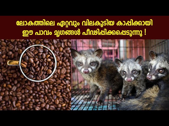 ലോകത്തിലെ ഏറ്റവും വിലകൂടിയ കാപ്പിയുടെ നിർമ്മാണ രീതി