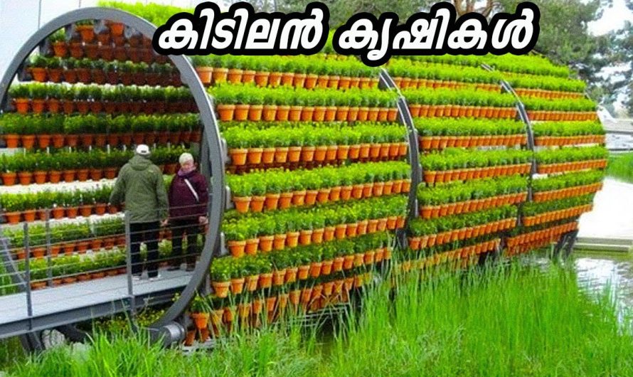 പായൽ കൃഷി തുടങ്ങിയാലോ? അതിശയിപ്പിക്കുന്ന കൃഷി ഫാമുകൾ