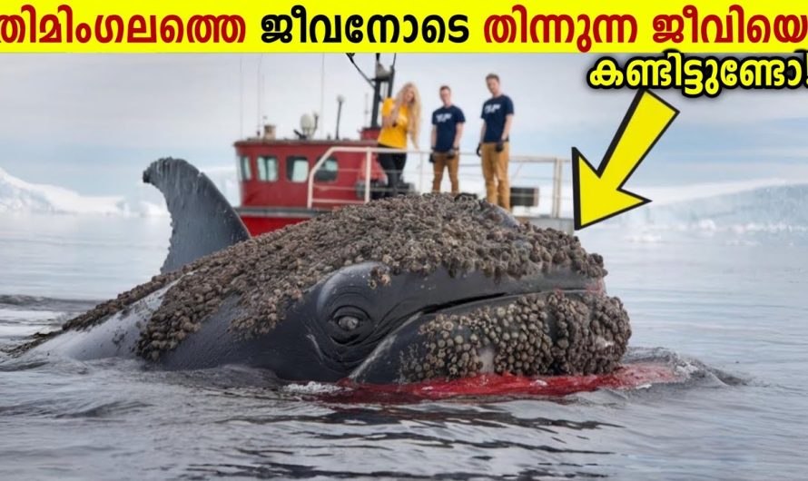 തിമിംഗലത്തെ നരകിപ്പിച്ച് കൊല്ലുന്ന ജീവി!😱🐳