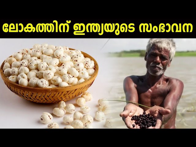 മഖാന വിളവെടുപ്പ്