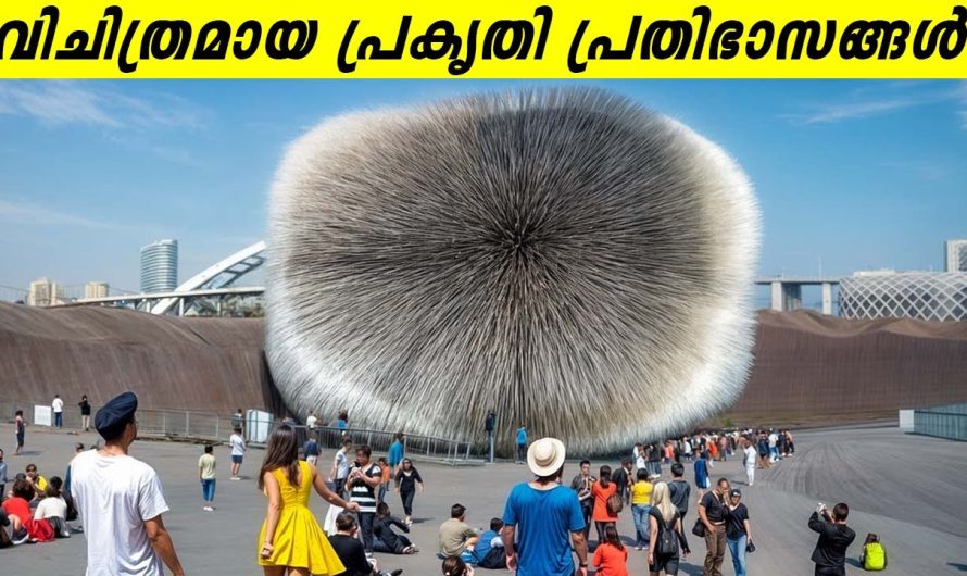 പ്രകൃതിയിലെ അവിശ്വസനീയമായ സംഭവങ്ങൾ |