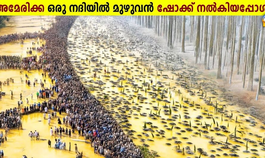അമേരിക്ക 10 ലക്ഷം മീനുകളെ ഷോക്കടിപ്പിച്ച് കൊന്നതെന്തിന്?!😱