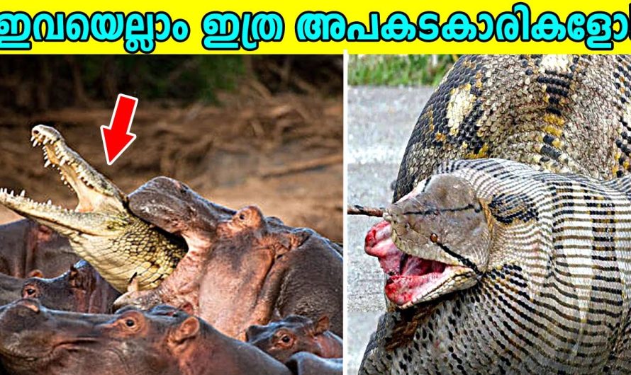 ഈ ജീവികൾ ഇത്ര അപകടകാരികളോ |