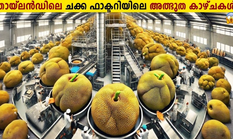 കോടികൾ കൊയ്യുന്ന തായ്‌ലൻഡിലെ ചക്ക ഫാക്ടറികൾ!😱