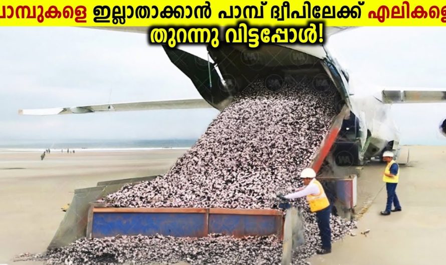 പാമ്പ് ദ്വീപിലേക്ക് 20 ലക്ഷം എലികളെ തുറന്ന് വിട്ടപ്പോൾ!🐍🐁😱