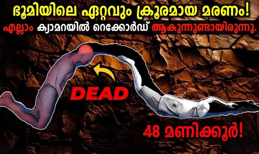 ദയവ് ചെയ്ത് മനക്കട്ടി ഇല്ലാത്തവർ കാണരുത്!🥺😱