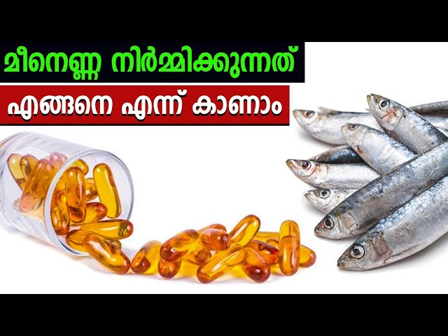 മീൻ എണ്ണ നിർമ്മാണം എങ്ങനെ എന്ന് കാണാം