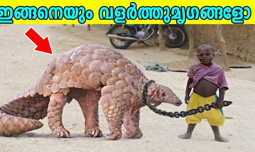 വിചിത്രമായ വളർത്തുമൃഗങ്ങൾ