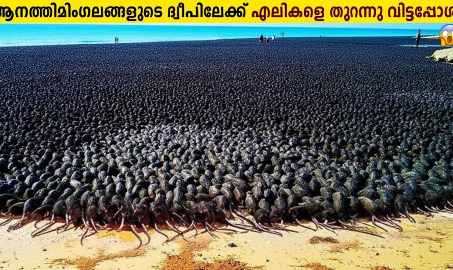 പിന്നെ നടന്നത് ചരിത്ര സംഭവം!😱